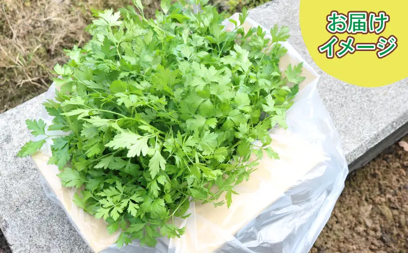 イタリアンパセリ 500g 本城ファーム ハーブ 生パセリ パセリ ぱせり はーぶ 香草 水耕栽培 野菜 やさい 美味しい 新鮮 薬味 スパイス 調味料 パスタ スープ サラダ マリネ ドレッシング アレンジ いろいろ 農家直送 産地直送 数量限定 国産 愛媛 宇和島 F010-199003