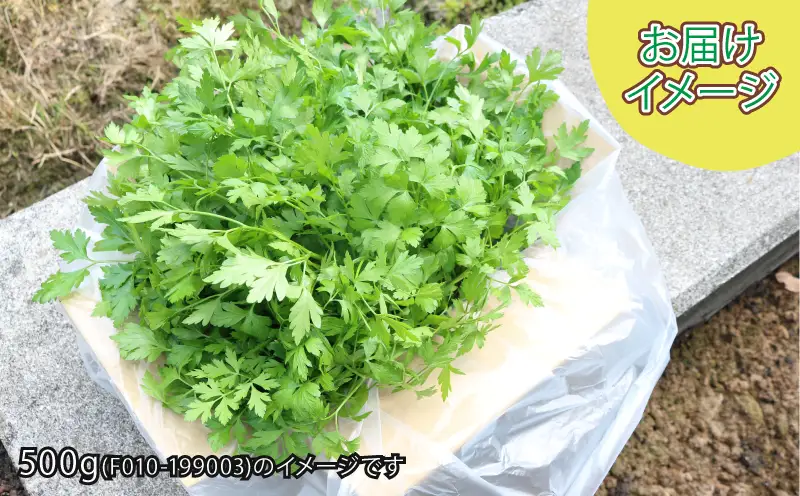 イタリアンパセリ 1kg 本城ファーム ハーブ 生パセリ パセリ ぱせり はーぶ 香草 水耕栽培 野菜 やさい 美味しい 新鮮 薬味 スパイス 調味料 パスタ スープ サラダ マリネ ドレッシング アレンジ いろいろ 農家直送 産地直送 数量限定 国産 愛媛 宇和島 F020-199004