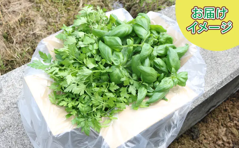 フレッシュ バジル イタリアンパセリ セット 計500g 本城ファーム ハーブ 生バジル 生パセリ パセリ ばじる はーぶ 香草 水耕栽培 野菜 やさい 美味しい 新鮮 イタリア料理 調味料 スパイス 農家直送 産地直送 数量限定 国産 愛媛 宇和島 F010-199005