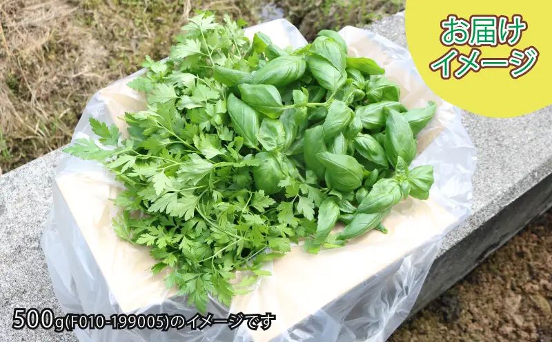 フレッシュ バジル イタリアンパセリ セット 計1kg 本城ファーム ハーブ 生バジル 生パセリ パセリ ばじる はーぶ 香草 水耕栽培 野菜 やさい 美味しい 新鮮 イタリア料理 調味料 スパイス 農家直送 産地直送 数量限定 国産 愛媛 宇和島 F020-199006
