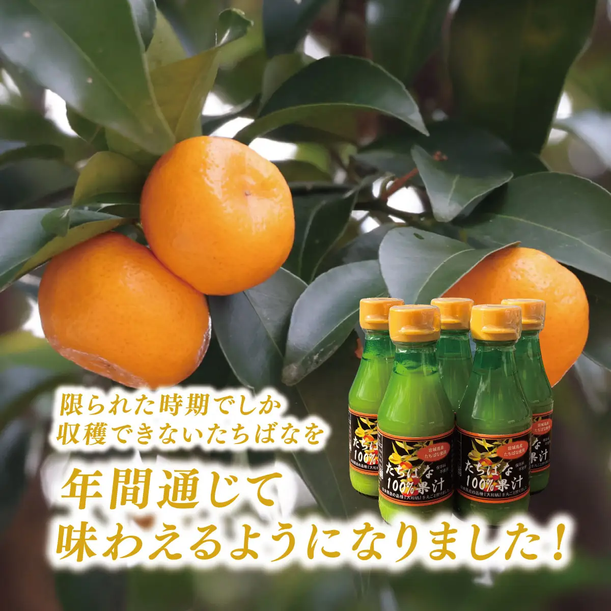 瀬戸内岩城島　たちばな果汁　150ml×5本【1635009】