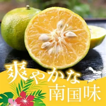 【2026年10月頃から順次発送】やんばる国頭村産 希少な島みかん「オートー」5kg【1662092】