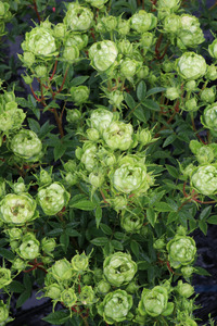 バラ苗鉢植え「オリエンタルエクレール」 [h190]