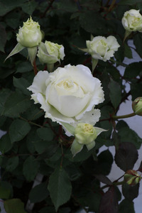 バラ苗鉢植え「セレニティ」 [h190]