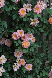 バラ苗鉢植え「ショコラティエ」 [h190]