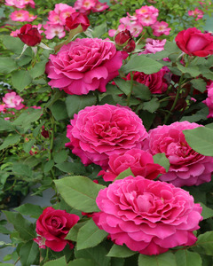 バラ苗鉢植え「レディソウル」 [h190]