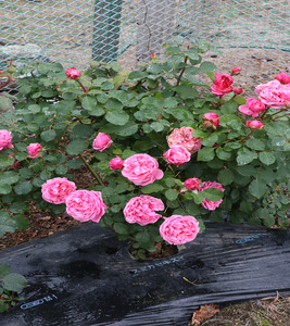 バラ苗鉢植え「マイディア」 [h190]