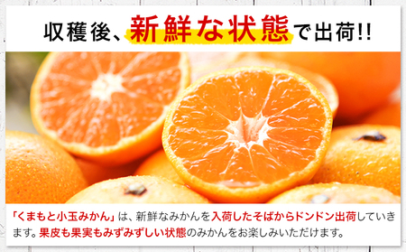 【先行予約】【2か月定期便】訳あり みかん ひとくちもぎたてみかん 約 7kg (7kg×1箱) S-3Sサイズ 訳あり ご家庭用 熊本県産 （荒尾市産含む） 期間限定 フルーツ 果物 旬 冬 柑橘 小玉 みかん《10月上旬-11月末頃出荷》