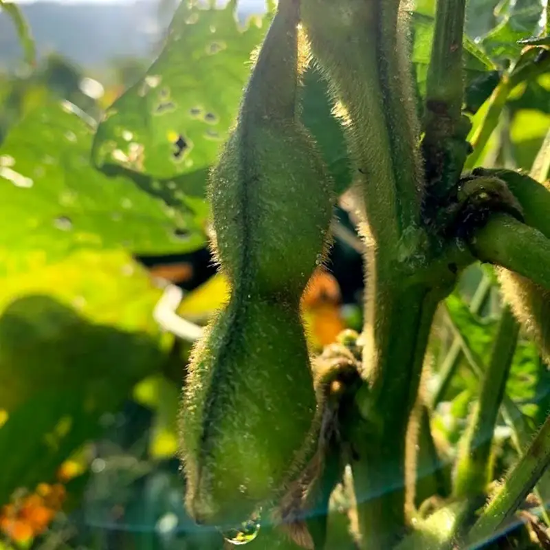 【先行予約／数量限定40】新丹波黒枝豆さや 500g（2026年10月中旬～発送） 枝豆