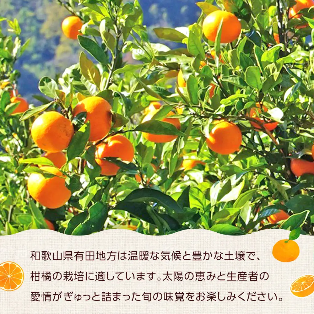 ［先行予約］ご家庭用 極早生 有田みかん 約2kg 2S～Lサイズ混合