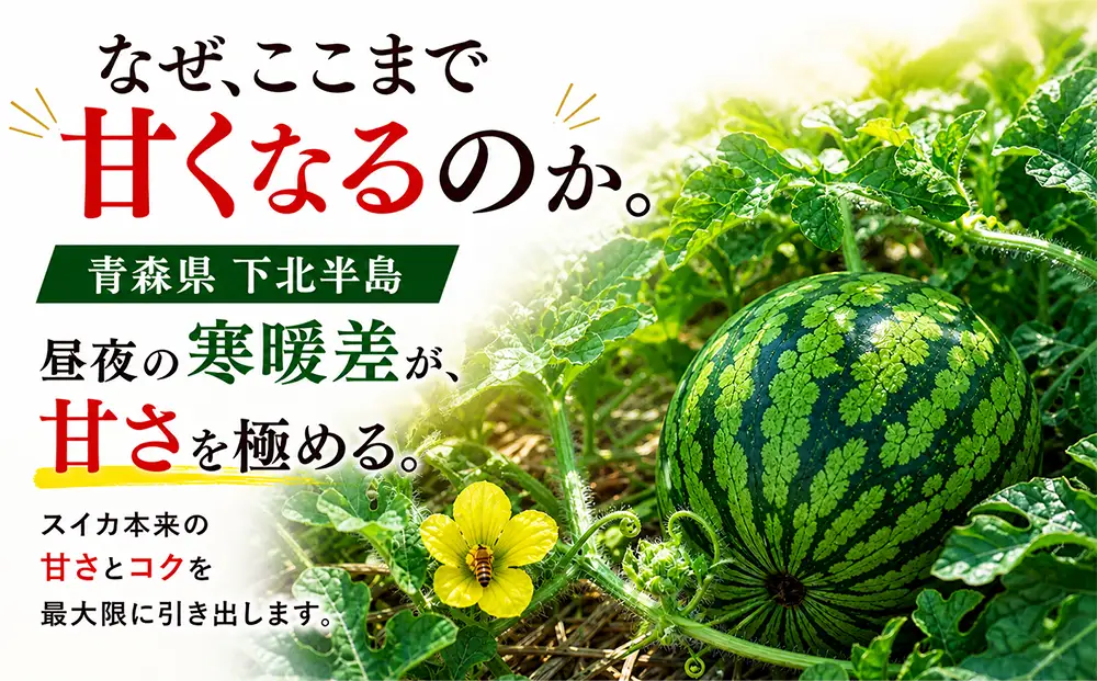 【予約商品】まさかり　スイカ　１玉7～9kg(2Lサイズ以上)