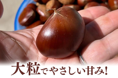 【 2026年 先行予約 】 生栗 1kg くり 栗 有機 肥料 栽培 国産 果物 くだもの 和栗 フルーツ 1キロ 9月 発送 秋 旬 品種 茨城県産 産地直送 産直 農家直送 冷蔵 茨城県 石岡市 (A04-008)