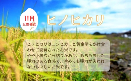 お米 令和7年産 5kg ヒノヒカリ 特別栽培米  先行予約  【2025年11月以降発送】 精米 米 こめ コメ 白米 ごはん ライス 愛媛 伊予市｜C149