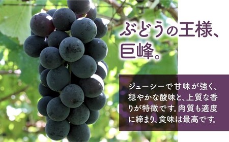 巨峰 2.0kg相当 ぶどう 山梨ぶどう