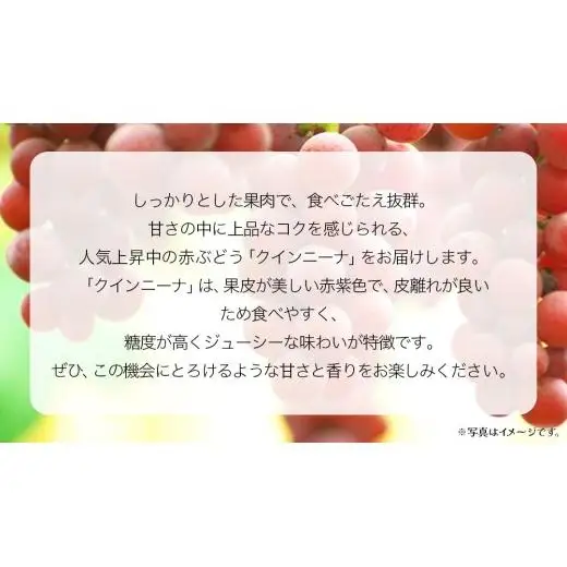 クインニーナ１房 【2026年9月上旬発送開始】(茨城県共通返礼品：大子町)