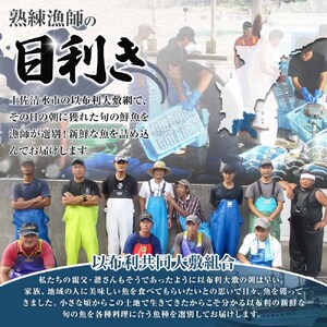 旬の朝獲れ鮮魚詰め合わせ 【2026年7月配送※着日指定不可】【以布利定置網　漁師直送】【S00818-7】