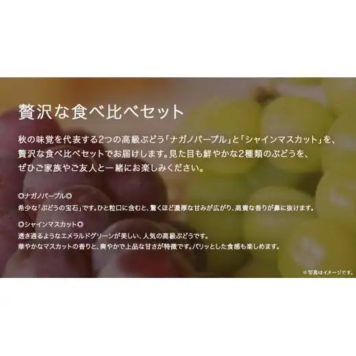 【 桐箱入り 】 ナガノパープル と シャインマスカット (各１房)【2026年8月上旬発送開始】(茨城県共通返礼品：大子町)