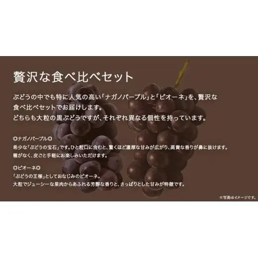 【 桐箱入り 】 ナガノパープル と ピオーネ  (各１房)【2026年8月上旬発送開始】(茨城県共通返礼品：大子町)