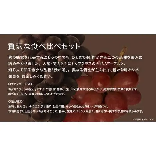 【 桐箱入り 】 ナガノパープル と 我が道  (各１房)【2026年8月上旬発送開始】(茨城県共通返礼品：大子町)