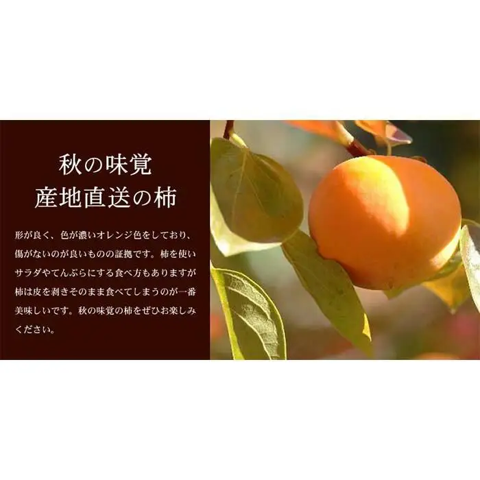 和歌山の種なし柿　約7.5kg（秀品：サイズ・品種おまかせ）／紀伊国屋文左衛門本舗［TC4］
