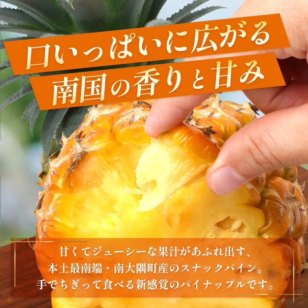 【先行受付】パイナップル/ボゴール種 (約800g×2玉) ≪2026年7月下旬以降順次発送≫ DS-004 ｜パイン パイナップル パインアップル フルーツ ボゴールパイン スナックパイン 産地直送 送料無料 鹿児島県 南大隅町 株式会社デラセーラ