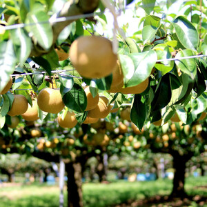 【2026年発送分先行予約】(訳あり) 旬の和梨　約３kg【吉川果樹園】 ｜ 梨 フルーツ  