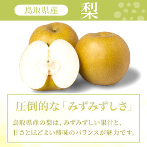 【先行予約】訳あり 数量限定 鳥取県産”新甘泉（しんかんせん） 約5kg （10～18玉）≪2026年9月中旬頃出荷≫|新甘泉