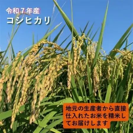 令和7年産　茨城県かすみがうら市産　精米　コシヒカリ　5kg【1662542】
