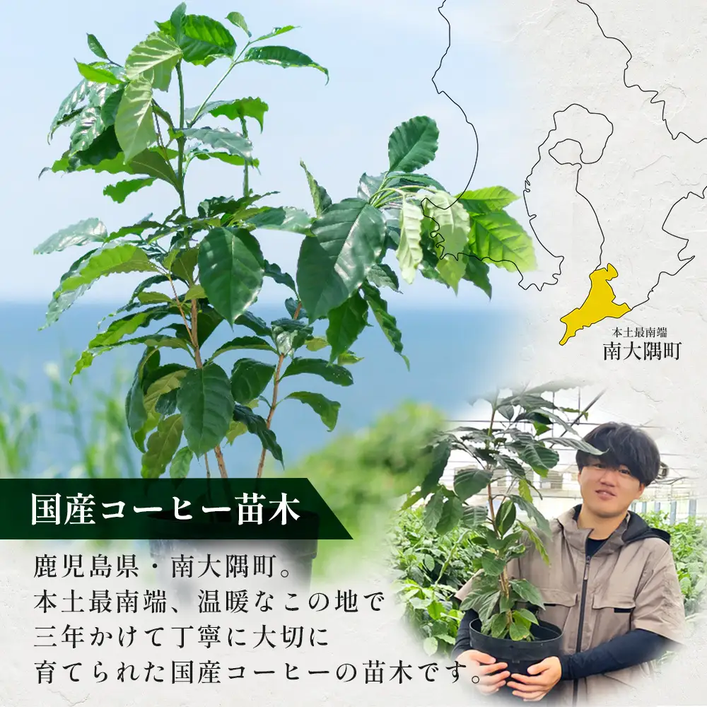 観賞用コーヒー苗木 80cm～100cm アラビカ種 ティピカ DS-2 | 苗木 植物 グリーン 観賞 珈琲豆の木 珈琲 コーヒーの木 観葉植物 鹿児島県 南大隅町 株式会社デラセーラ