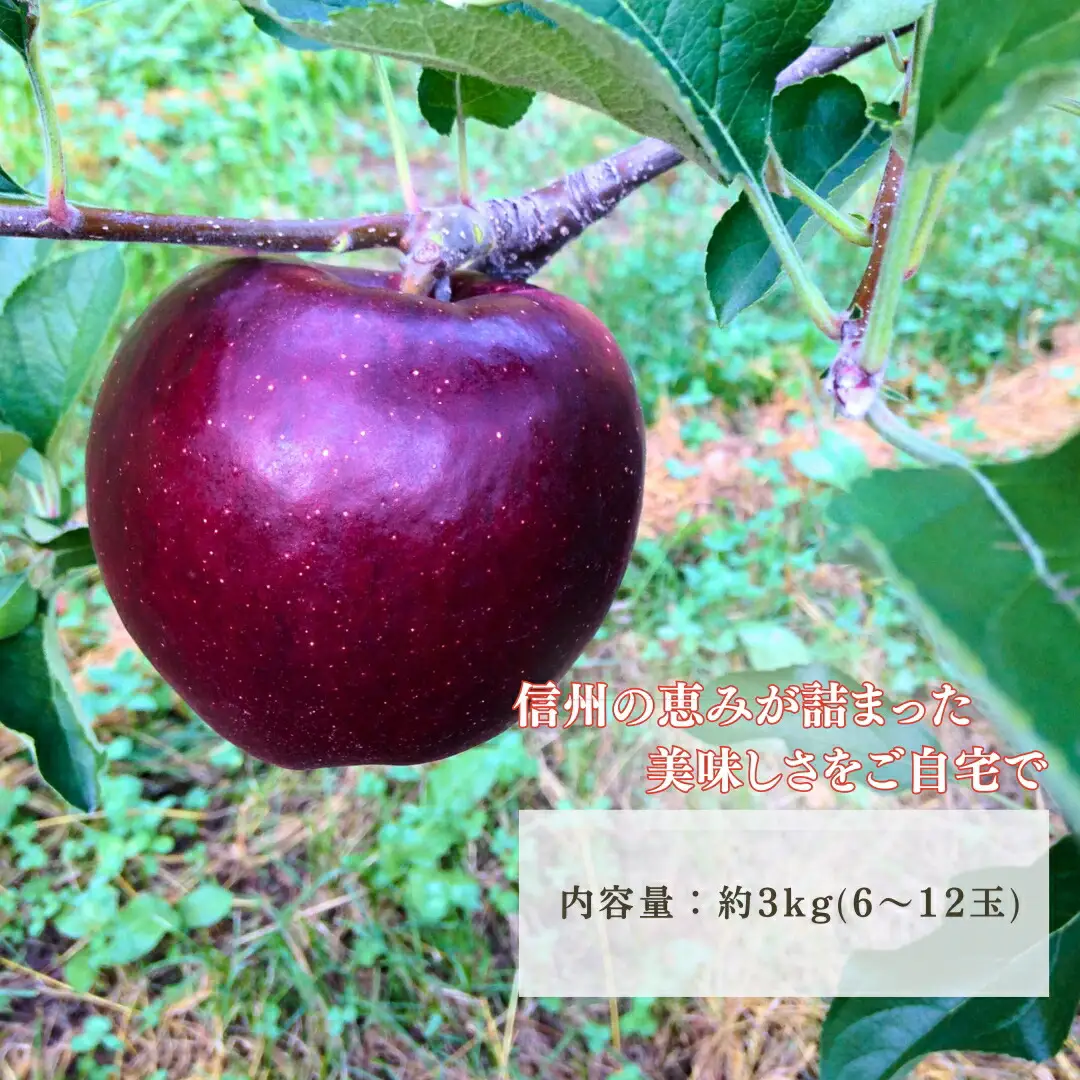 【2026年先行予約】りんご 秋映 約3kg| りんご