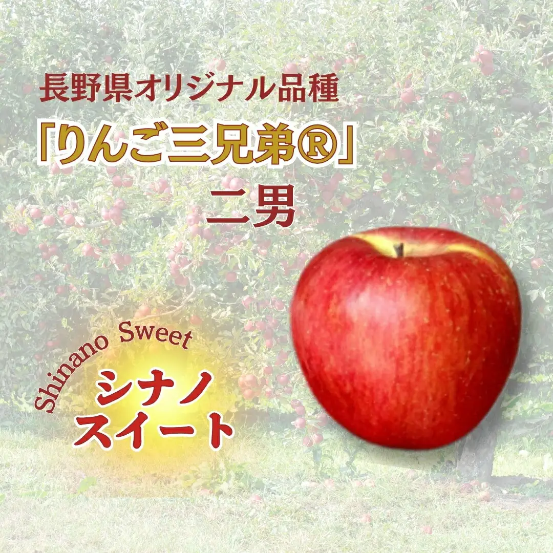 【2026年先行予約】シナノスイート 約5kg｜ りんご