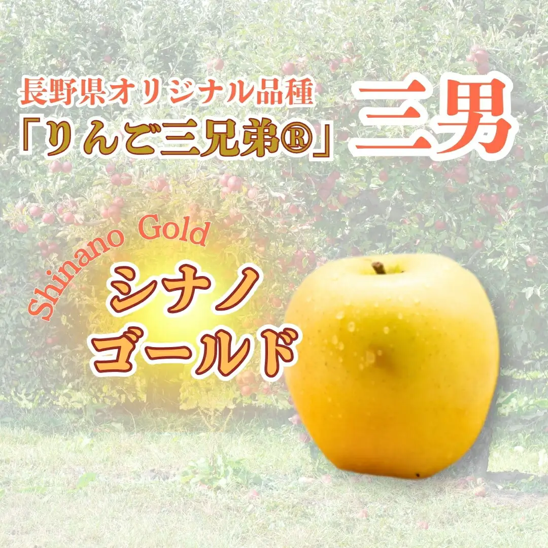 【2026年先行予約】シナノゴールド 約5kg| りんご