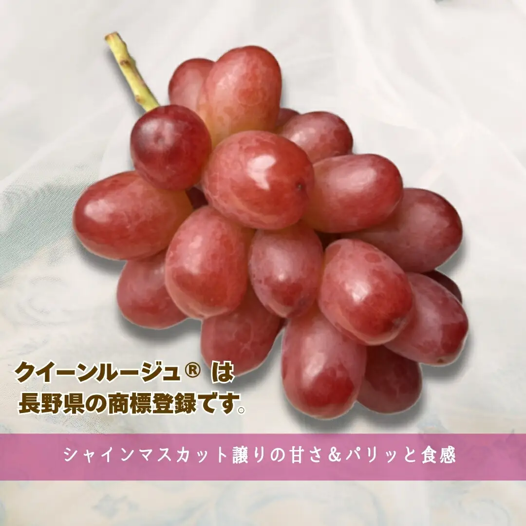 【2026年先行予約】クイーンルージュ®︎ 約1.5kg(2~3房)｜ ぶどう