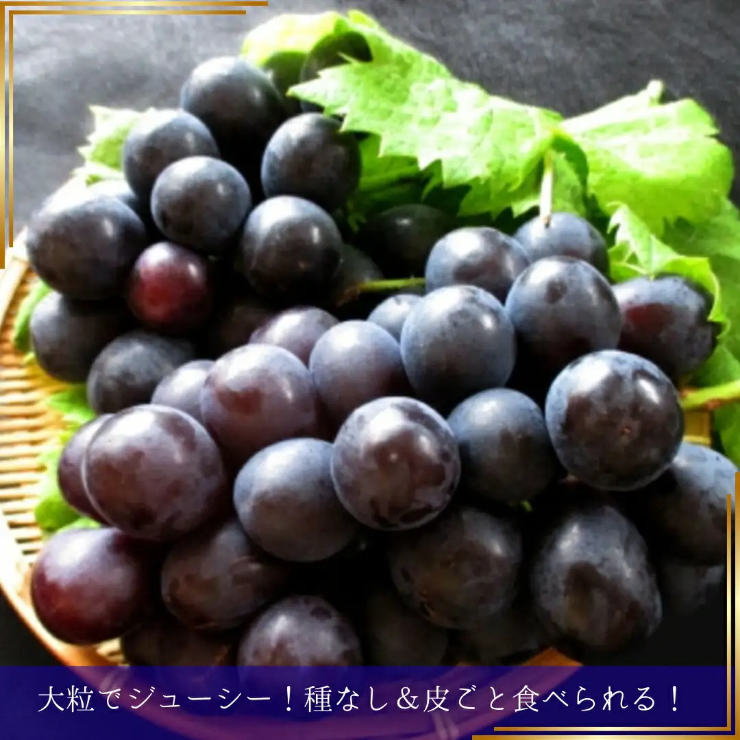 【2026年先行予約】ナガノパープル 約2kg(3~5房)｜ぶどう