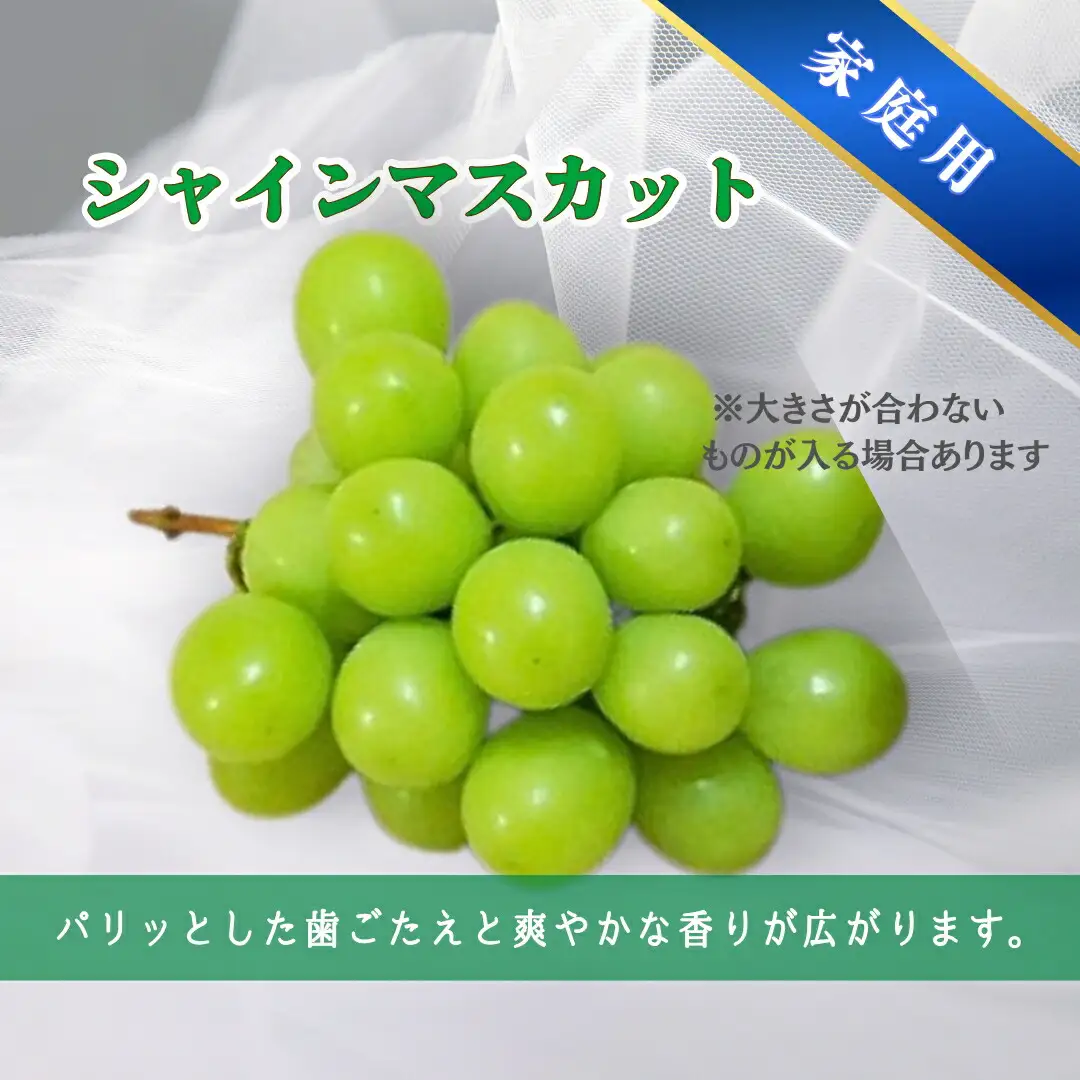 【2026年先行予約】家庭用 シャインマスカット＆ナガノパープル 約1.5kg（2~3房）｜ ぶどう
