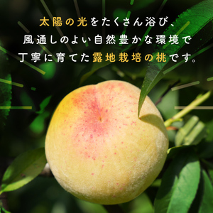 【先行受付】 富山県産 桃 11個 ＜2026年8月以降順次発送＞ ｜ 桃 先行予約