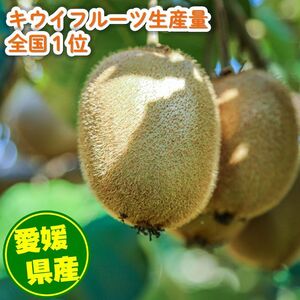 【先行予約】 家庭用 キウイフルーツ ヘイワード 約1.5kg 愛媛県産 【11月下旬から2月中旬頃発送予定】 【MCF0171】