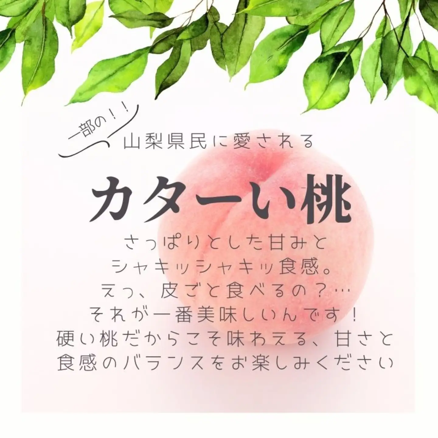 【2026年　先行予約】山梨県産　朝採れカターい桃 約２Kg（5～8玉）｜もも フルーツ