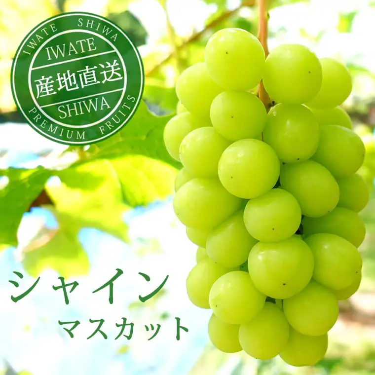 【2026年先行予約】ぶどう 2種 食べ比べ セット 約1kg (各1房) AR033 ぶどう