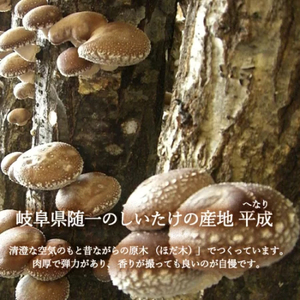 しいたけスナック5箱（箱無し）／しょうゆ味・しお味・わさび味・カレー味・とうがらし味　しいたけのお菓子（チップス）おつまみ ビールのおともに