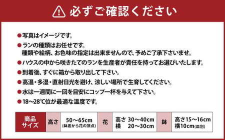 ミディ 胡蝶蘭 KouBou 大地 2本立ち 1個 花 お花 植物 蘭 洋蘭 ラン インテリア  アレンジ アレンジメント 鑑賞 観賞用 贈答用
