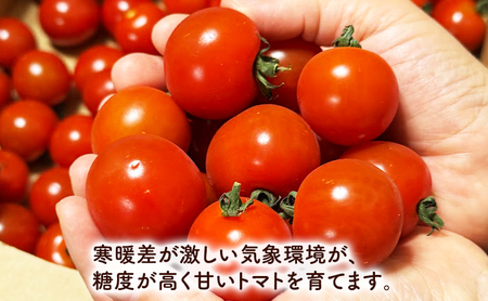 【2026年夏発送】完熟 富良野 ミニトマト 約3kg 野菜 トマト 新鮮 直送 朝採り北海道