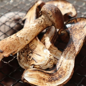 松きのこ籠盛り 180g 松茸そっくりの姿にほのかな香りとシャキシャキ食感 きのこ キノコ 松茸 マツタケ 椎茸 グルメ 特産品 天ぷら 国産 世羅 A003-01