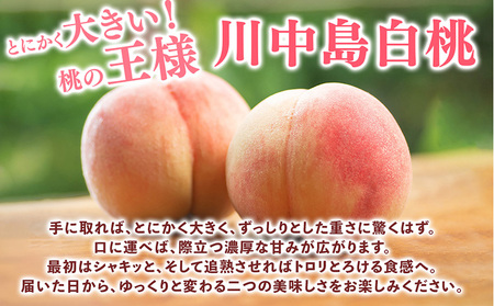桃先行受付!　【川中島白桃】　(大玉特秀品)　約2kg　6～9個入　こだわり農家厳選! | 白桃