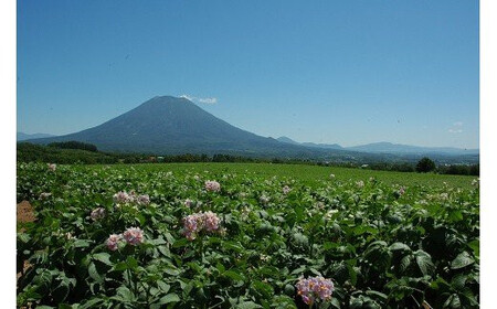 【北海道ニセコ町産】朝もぎ とうもろこし 10本 ＜数量限定・2026年早期予約・7月中旬より出荷予定＞【0202303】