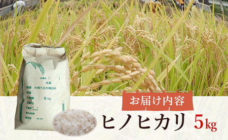 とみた農園 ヒノヒカリ 5kg 米 白米 精米 こめ お米 コメ ひのひかり5キロ ひのひかり 5キロ 米5キロ 淡路島産 洲本市　お届け：11月初旬より発送開始