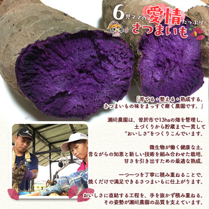 ＜先行予約受付中！2026年9月以降順次発送予定！＞紫芋 加工用さつまいも紫優(5kg)【瀬崎農園】A418-v02