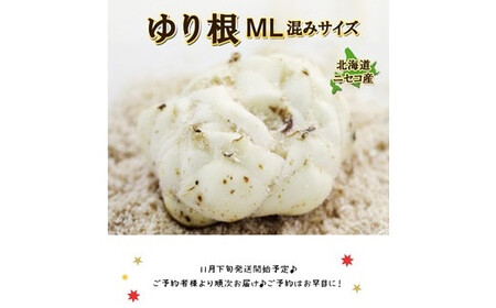 【先行予約】北海道ニセコ町 ゆり根M-L混みサイズ1kg【2026年産】【3200301】