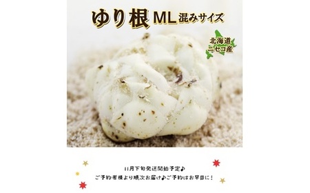 【先行予約】北海道ニセコ町 ゆり根M-L混みサイズ2kg【2026年産】【3200401】