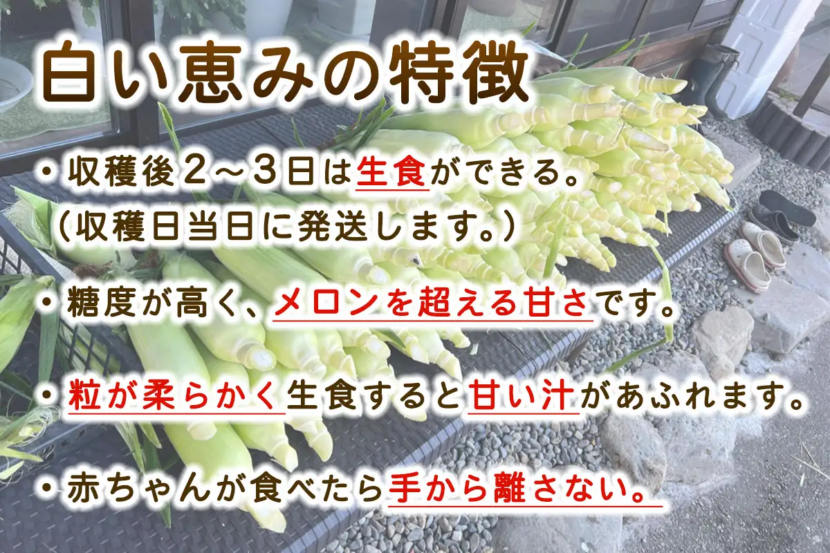 [先行予約] 生でも食べられる白いトウモロコシ「白い恵み」10本から12本／約4,5kg [0720]